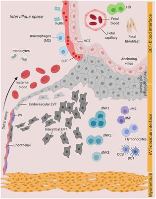 Innate Immune Mechanisms to Protect Against Infection at the Human Decidual-Placental Interface